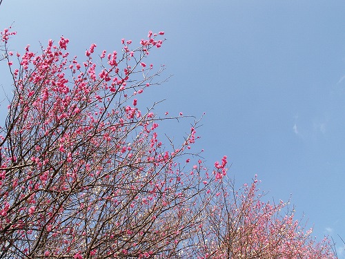 梅24