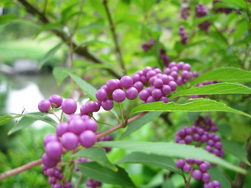 芦屋釜の里7