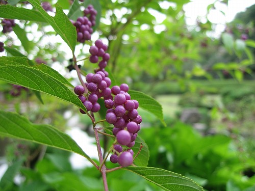 芦屋釜の里8