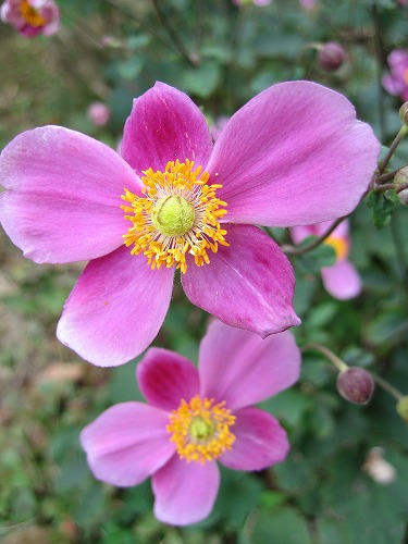 芦屋釜の里13