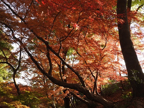 落葉の森1