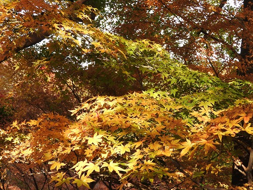 落葉の森3