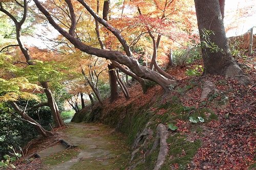 落葉の森10