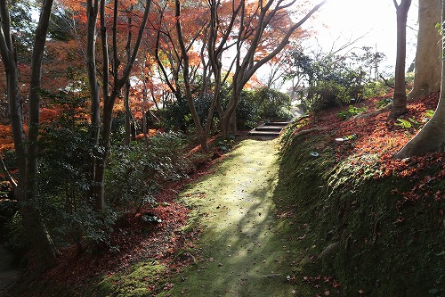 落葉の森12