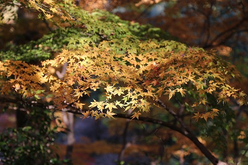 落葉の森14