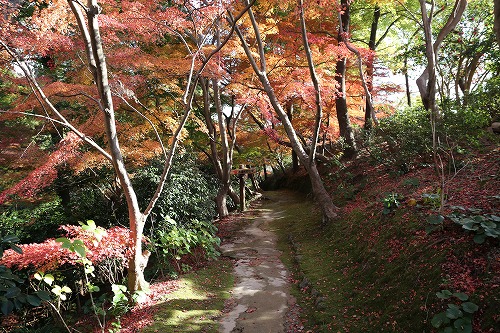 落葉の森17