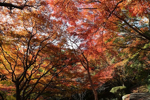 落葉の森24