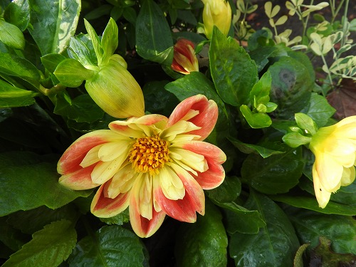 菊8