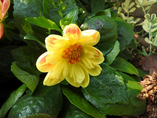 菊9