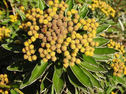 菊1