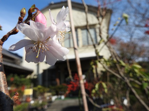 十月桜4