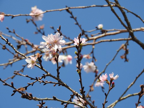 十月桜1