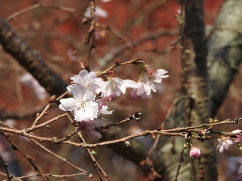十月桜2