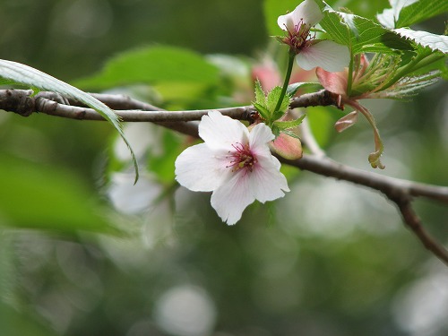 霞桜1