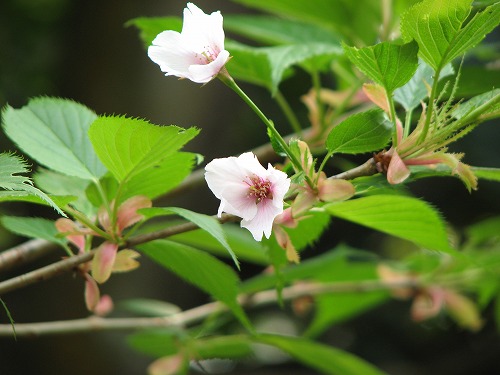 霞桜2