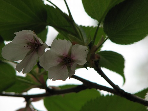 霞桜3