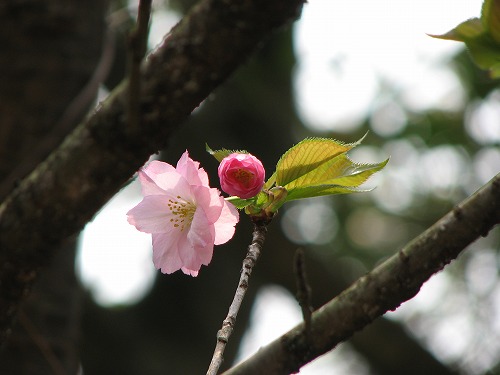 霞桜4