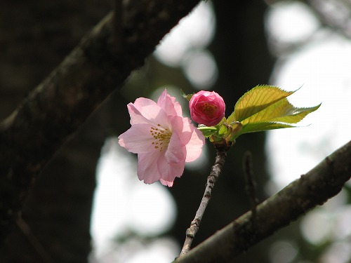 霞桜5