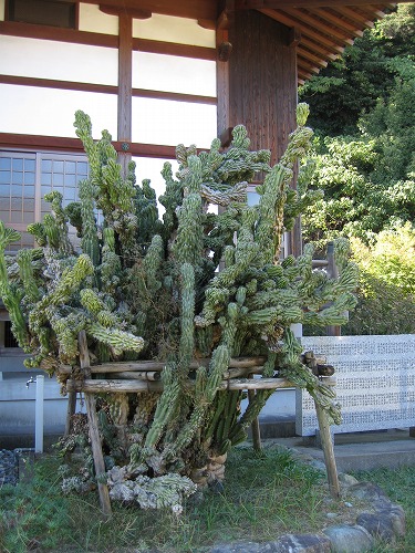 大興善寺11