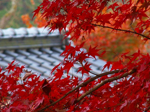 梅園公園4