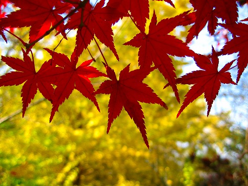 梅園公園14