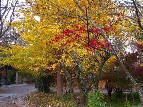梅園公園16