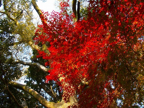 梅園公園18