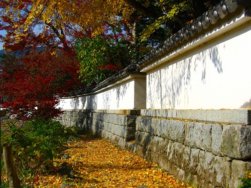 野鳥川1