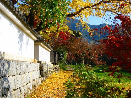 野鳥川2