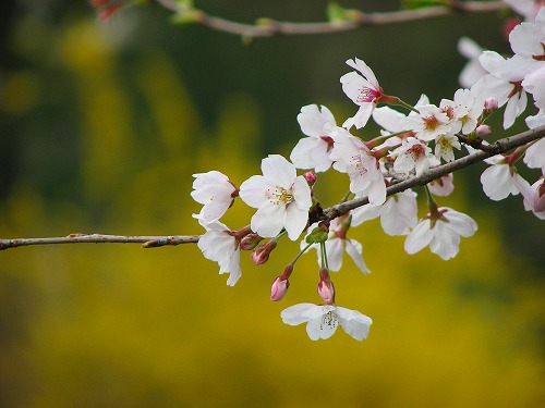 野鳥川9