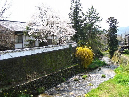 野鳥川11