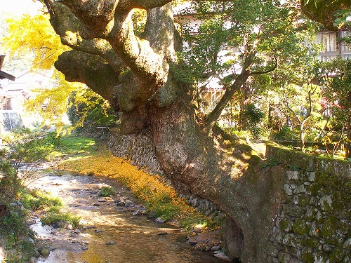 野鳥川13