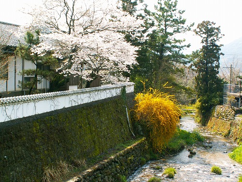 野鳥川25