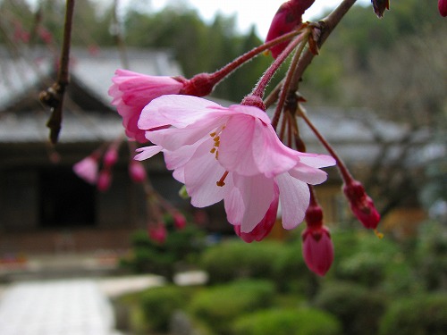 大涼寺9