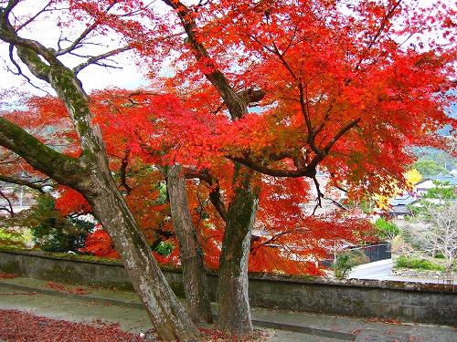 西念寺6