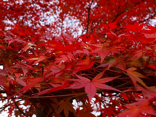 西念寺12