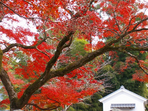 西念寺15