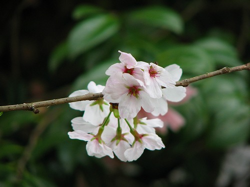 お濠5