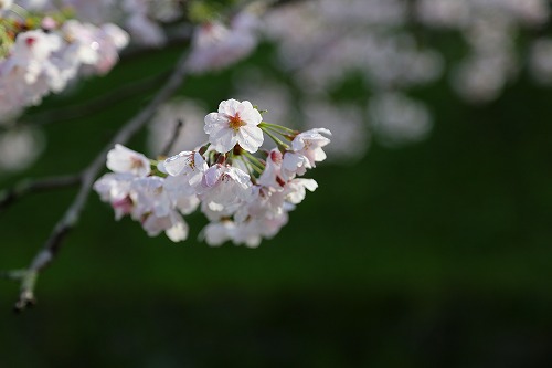 お濠8