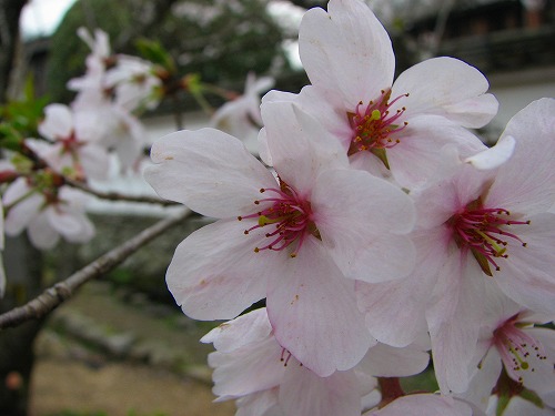 秋月技芸館4