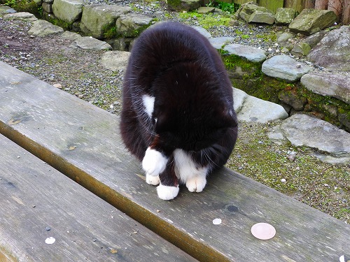 にゃんこ4
