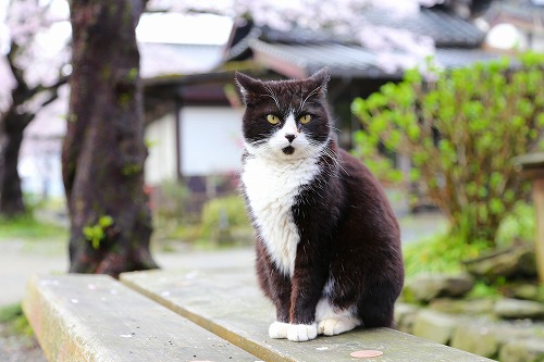 にゃんこ1