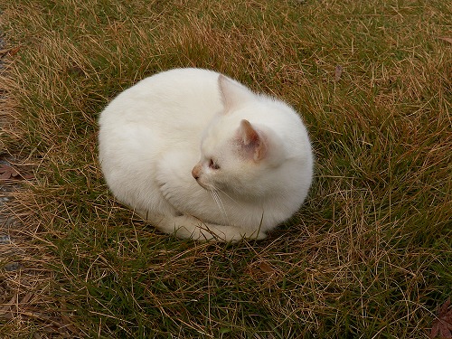 にゃんこ13
