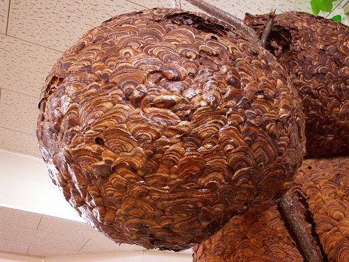 藤井養蜂場6