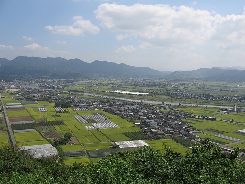 金香水8