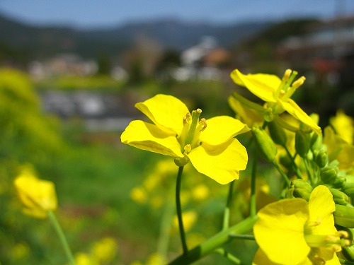 草場川9