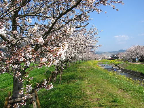 草場川3