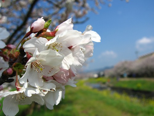 草場川5