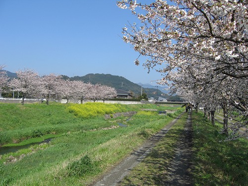 草場川7