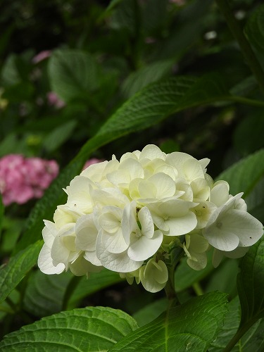 あじさい苑28